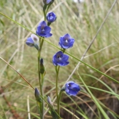 Thelymitra juncifolia (Dotted Sun Orchid) at Acton, ACT - 3 Nov 2021 by HelenCross