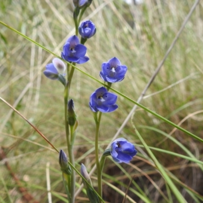 Thelymitra juncifolia (Dotted Sun Orchid) at ANBG - 3 Nov 2021 by HelenCross