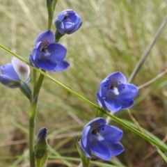 Thelymitra juncifolia at Acton, ACT - suppressed