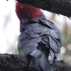 Callocephalon fimbriatum (Gang-gang Cockatoo) at Acton, ACT - 3 Nov 2021 by HelenCross