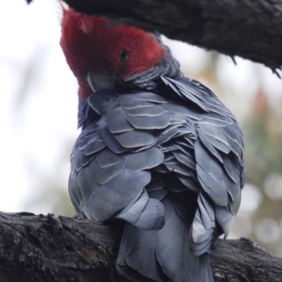 Callocephalon fimbriatum (Gang-gang Cockatoo) at Acton, ACT - 3 Nov 2021 by HelenCross