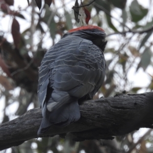 Callocephalon fimbriatum at Acton, ACT - suppressed