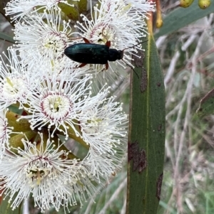 Lepturidea sp. (genus) at Murrumbateman, NSW - 3 Nov 2021 01:34 PM