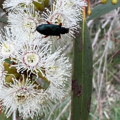 Lepturidea sp. (genus) (Comb-clawed beetle) at Murrumbateman, NSW - 3 Nov 2021 by SimoneC