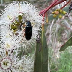 Lepturidea sp. (genus) at Murrumbateman, NSW - 3 Nov 2021 01:34 PM