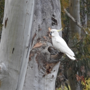 Cacatua galerita at Acton, ACT - 3 Nov 2021