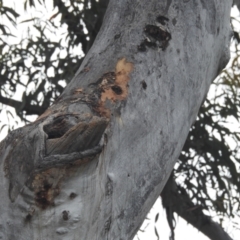 Cacatua galerita at Acton, ACT - suppressed