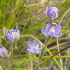 Thelymitra sp. (A Sun Orchid) at Acton, ACT - 3 Nov 2021 by HelenCross