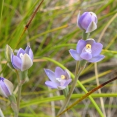 Thelymitra (Genus) (Sun Orchid) at Acton, ACT - 3 Nov 2021 by HelenCross
