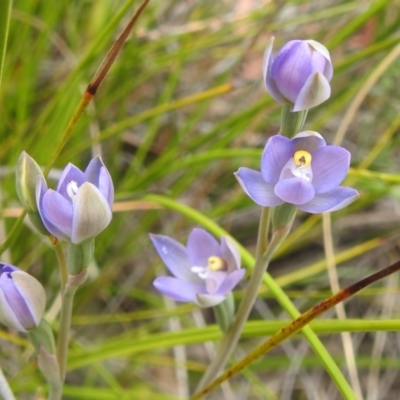 Thelymitra sp. (A Sun Orchid) at Acton, ACT - 3 Nov 2021 by HelenCross