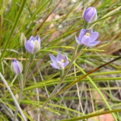 Thelymitra sp. at Acton, ACT - 3 Nov 2021