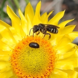 Lasioglossum (Chilalictus) sp. (genus & subgenus) at Acton, ACT - 3 Nov 2021