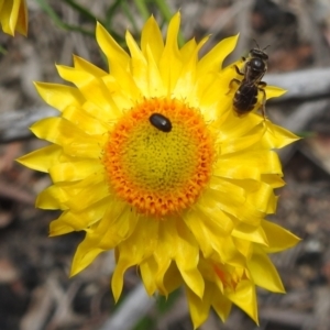 Lasioglossum (Chilalictus) sp. (genus & subgenus) at Acton, ACT - 3 Nov 2021