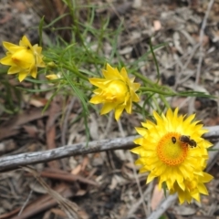 Lasioglossum (Chilalictus) sp. (genus & subgenus) at Acton, ACT - 3 Nov 2021 02:15 PM