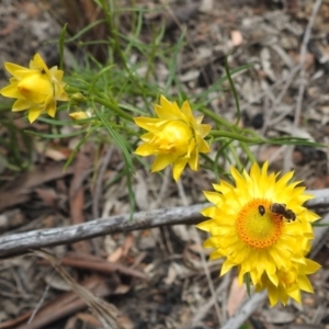 Lasioglossum (Chilalictus) sp. (genus & subgenus) at Acton, ACT - 3 Nov 2021