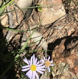 Brachyscome rigidula at Bungonia, NSW - 31 Oct 2021