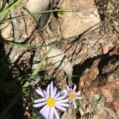 Brachyscome rigidula (Hairy Cut-leaf Daisy) at Bungonia, NSW - 31 Oct 2021 by Tapirlord