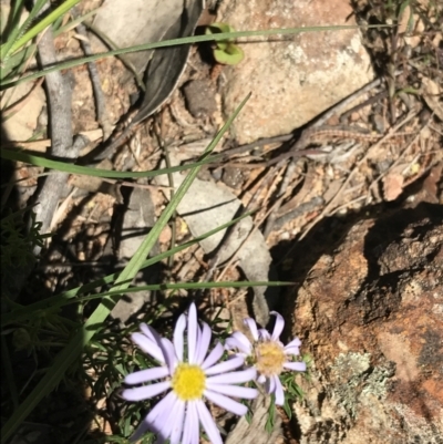 Brachyscome rigidula (Hairy Cut-leaf Daisy) at Bungonia State Conservation Area - 31 Oct 2021 by Tapirlord