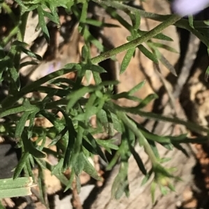 Brachyscome rigidula at Bungonia, NSW - 31 Oct 2021