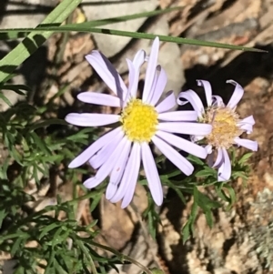 Brachyscome rigidula at Bungonia, NSW - 31 Oct 2021