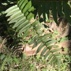 Pellaea falcata (Sickle Fern) at Bungonia, NSW - 31 Oct 2021 by Tapirlord