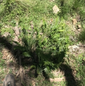 Pellaea falcata at Bungonia, NSW - suppressed