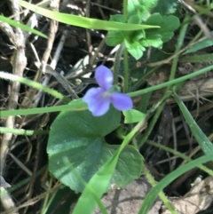 Viola caleyana (Swamp Violet) at Bungonia State Conservation Area - 31 Oct 2021 by Tapirlord