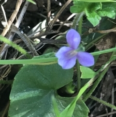 Viola caleyana at Bungonia, NSW - 31 Oct 2021
