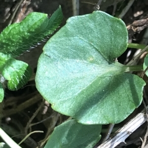 Viola caleyana at Bungonia, NSW - 31 Oct 2021