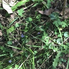 Viola caleyana at Bungonia, NSW - 31 Oct 2021 12:49 PM