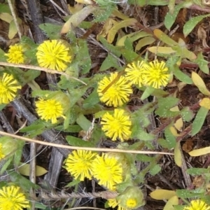 Triptilodiscus pygmaeus at Jerrabomberra, ACT - 3 Nov 2021