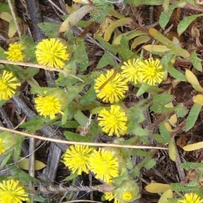 Triptilodiscus pygmaeus (Annual Daisy) at Jerrabomberra, ACT - 3 Nov 2021 by CallumBraeRuralProperty