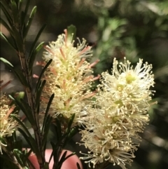 Melaleuca parvistaminea (Small-flowered Honey-myrtle) at Marulan, NSW - 31 Oct 2021 by Tapirlord