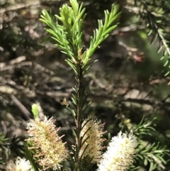 Melaleuca parvistaminea at Marulan, NSW - 31 Oct 2021 01:00 PM