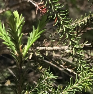 Melaleuca parvistaminea at Marulan, NSW - 31 Oct 2021 01:00 PM