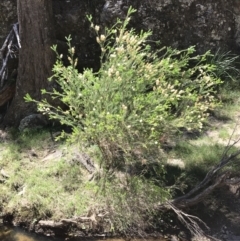 Melaleuca parvistaminea at Marulan, NSW - 31 Oct 2021 01:00 PM