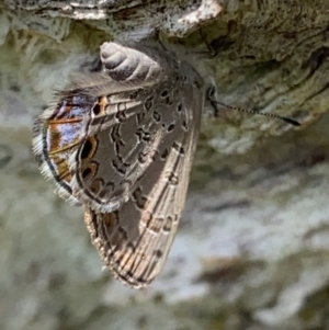 Acrodipsas myrmecophila at suppressed - 3 Nov 2021