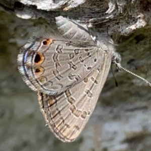 Acrodipsas myrmecophila at suppressed - 3 Nov 2021