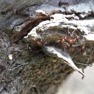 Acrodipsas myrmecophila at suppressed - suppressed