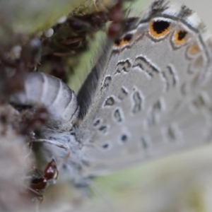 Acrodipsas myrmecophila at suppressed - suppressed