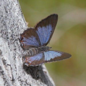 Acrodipsas myrmecophila at suppressed - suppressed