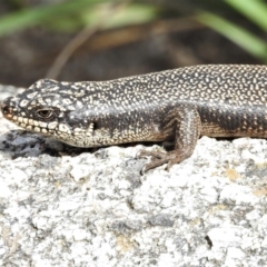 Egernia saxatilis intermedia (Black Rock Skink) at Paddys River, ACT - 3 Nov 2021 by JohnBundock