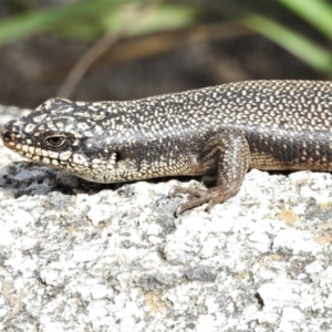 Egernia saxatilis intermedia at Paddys River, ACT - 3 Nov 2021