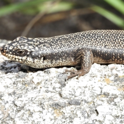 Egernia saxatilis intermedia (Black Rock Skink) at Gibraltar Pines - 3 Nov 2021 by JohnBundock