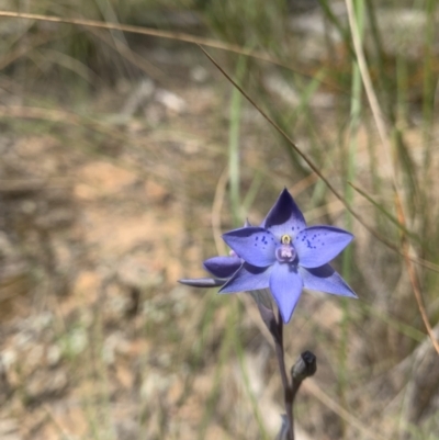 Thelymitra simulata (Graceful Sun-orchid) at Acton, ACT - 3 Nov 2021 by DGilbert