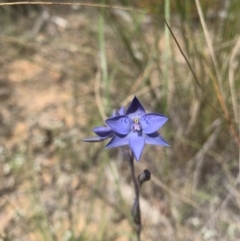 Thelymitra simulata at Acton, ACT - suppressed