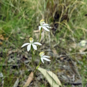 Caladenia moschata at Acton, ACT - suppressed