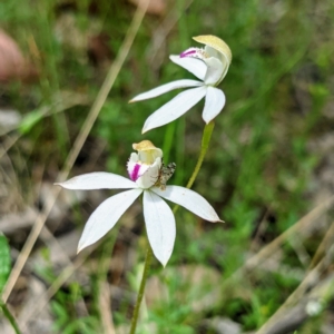 Caladenia moschata at Acton, ACT - suppressed