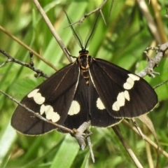 Nyctemera amicus (Senecio Moth, Magpie Moth, Cineraria Moth) at Paddys River, ACT - 3 Nov 2021 by JohnBundock