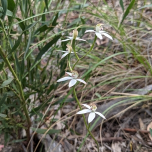 Caladenia moschata at Acton, ACT - suppressed